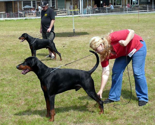 CAC Schau DV Recklinghausen 04.07.2010