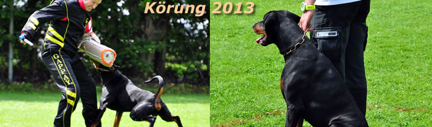 Körung 2013